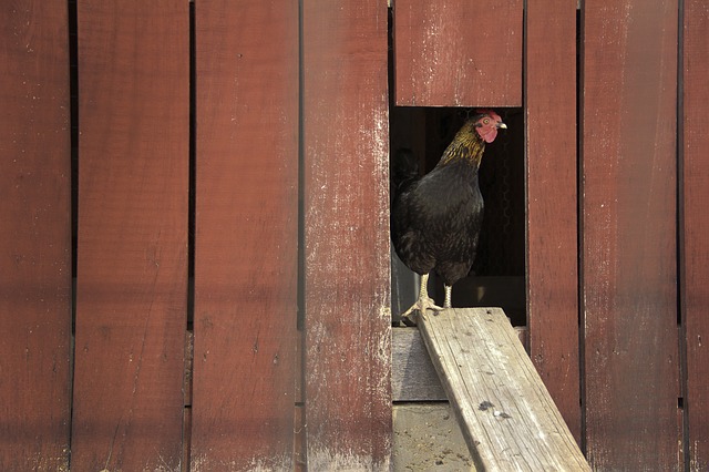 Wie ein Hühnerstall für Hühner zu bauen